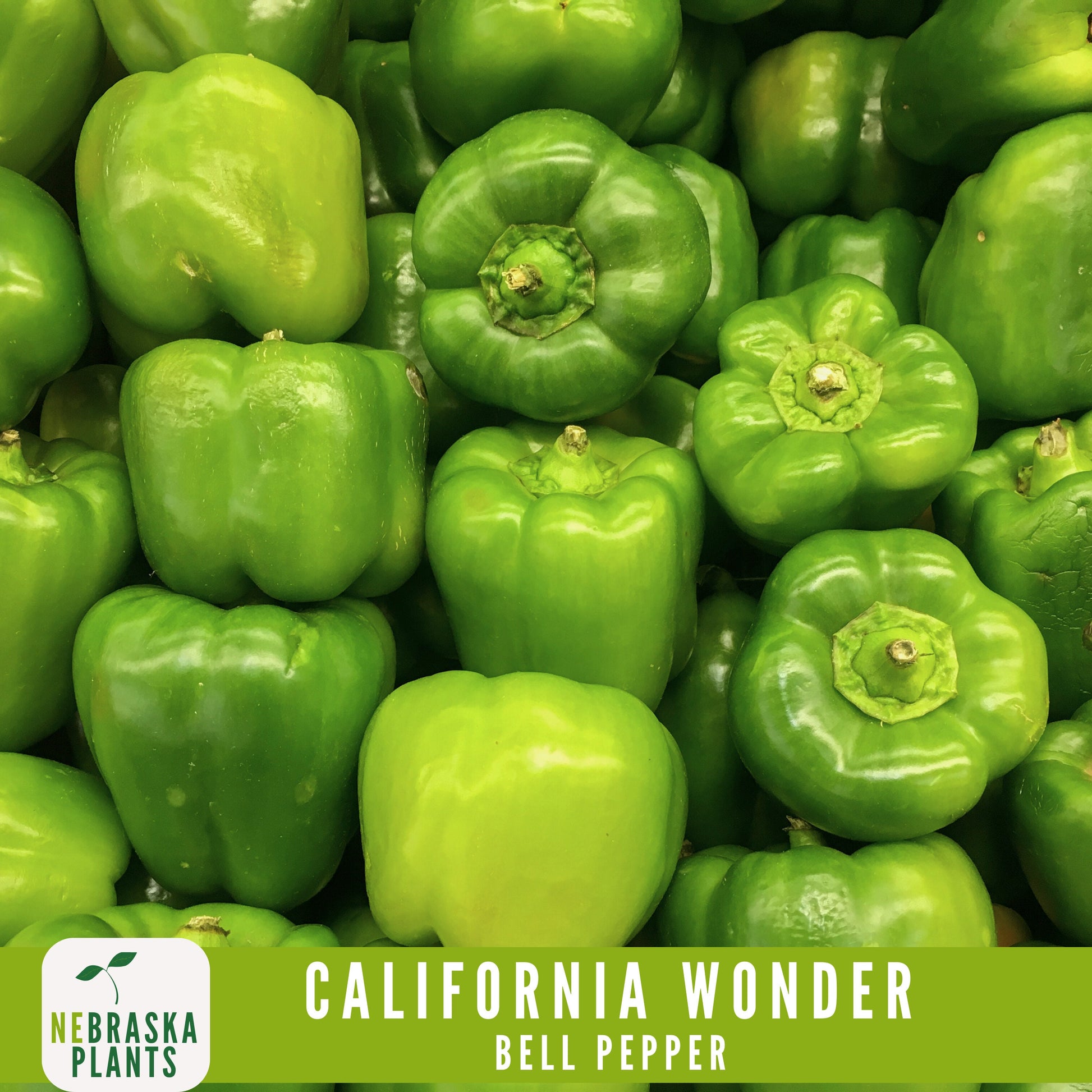 California Wonder Heirloom Bell Pepper Seeds - Nebraska Seeds