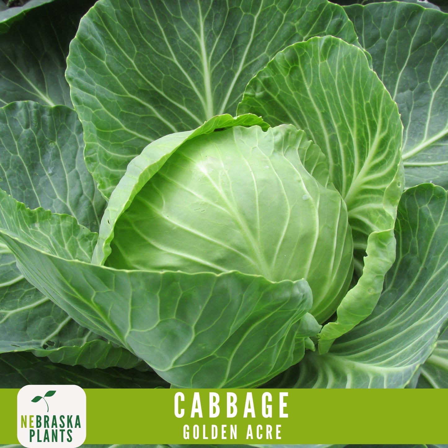 Golden Acre Cabbage Seeds - Nebraska Seeds