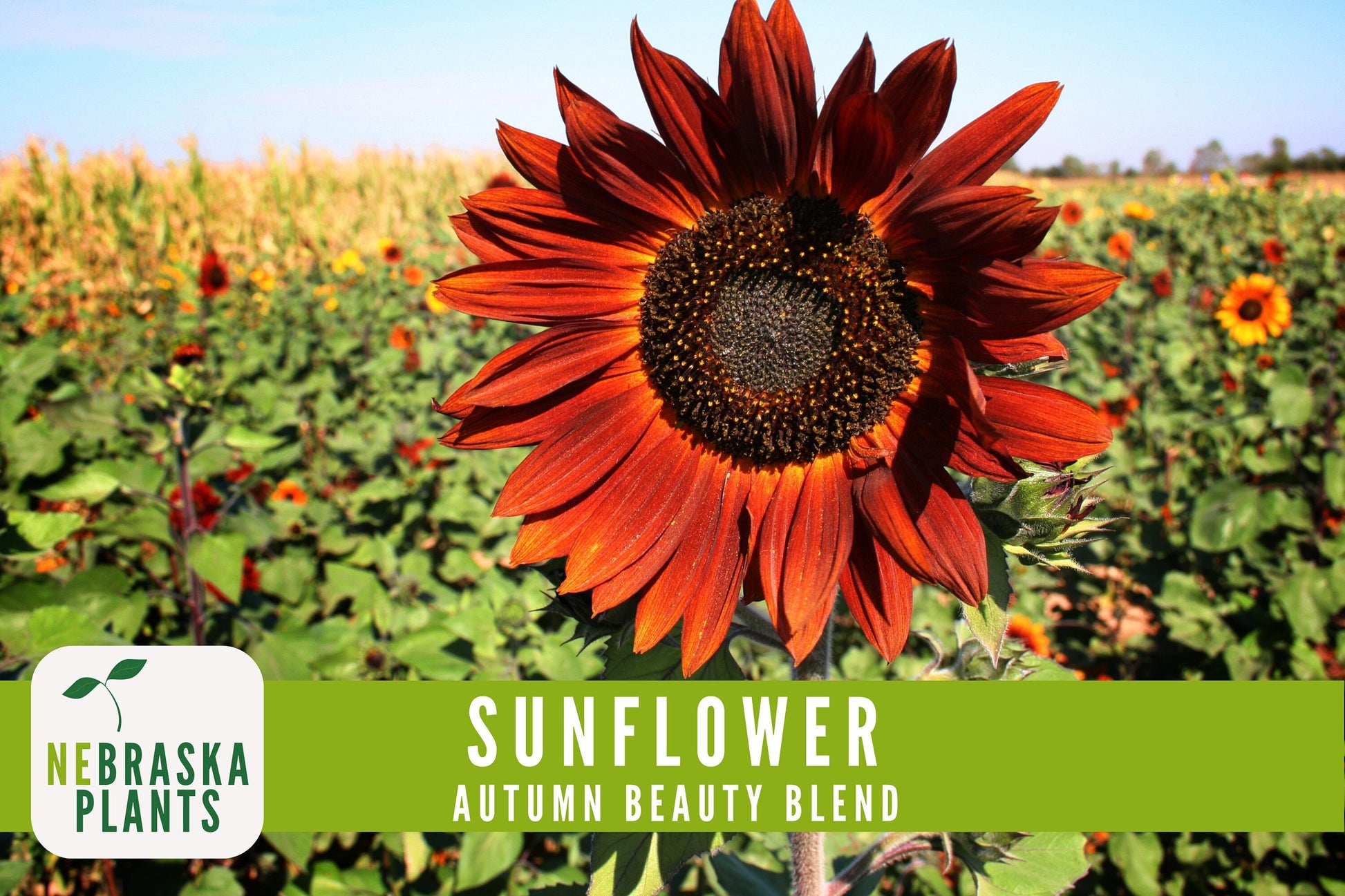 Sunflower Seeds - Autumn Beauty Blend Heirloom Sunflower Seeds - Nebraska Seeds