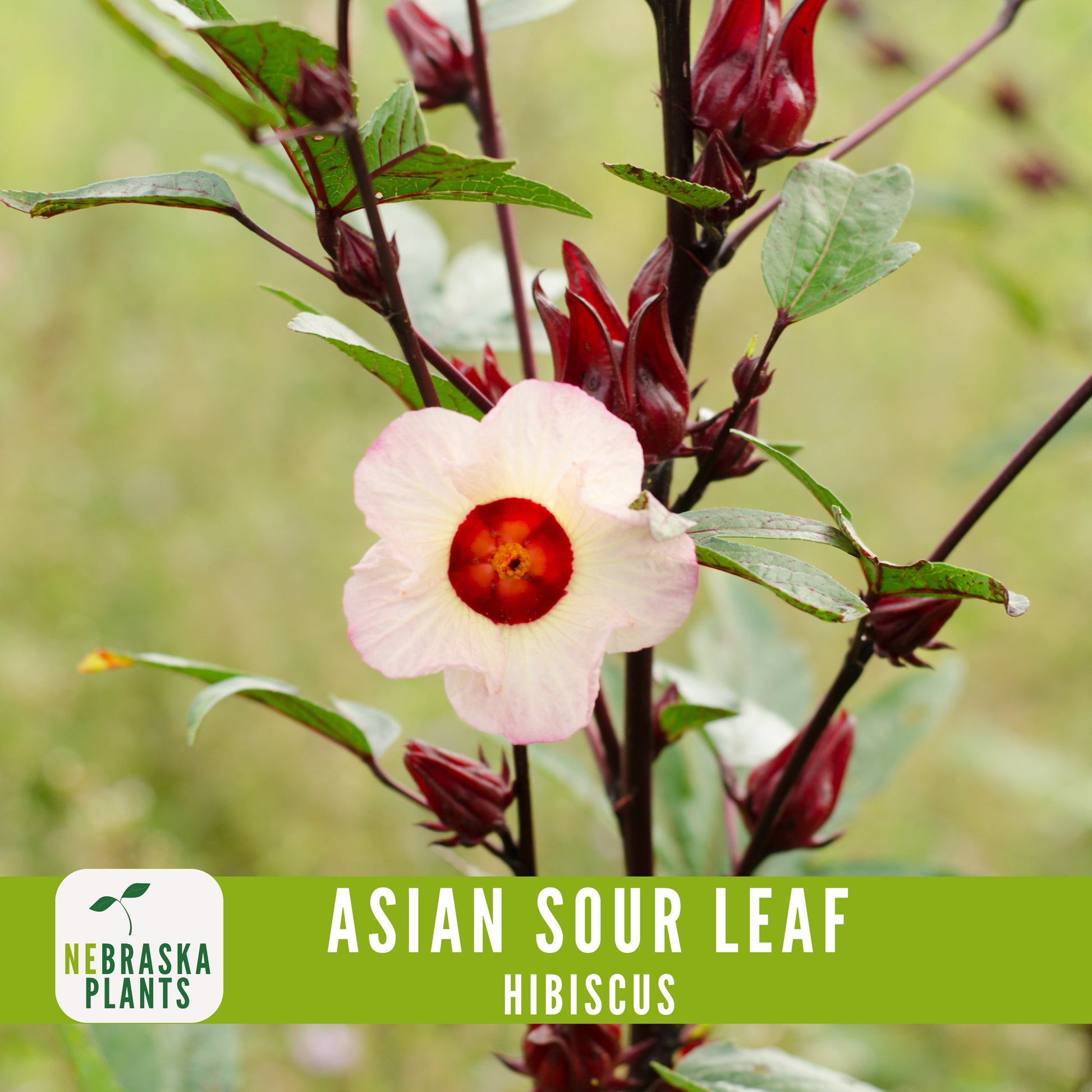 Asian Sour Leaf Hibiscus (Roselle) Seeds - Nebraska Seeds