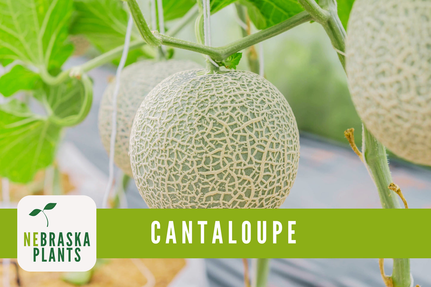 Hale's Best Cantaloupe Seeds - Nebraska Seeds