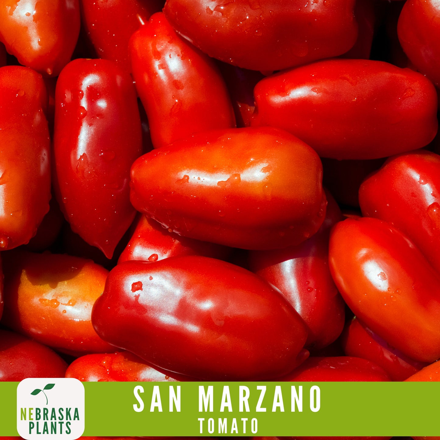 San Marzano Tomato Seeds - Delicious Italian Heirloom Tomatoes Great for Sauce or Enjoying Fresh! - Nebraska Seeds