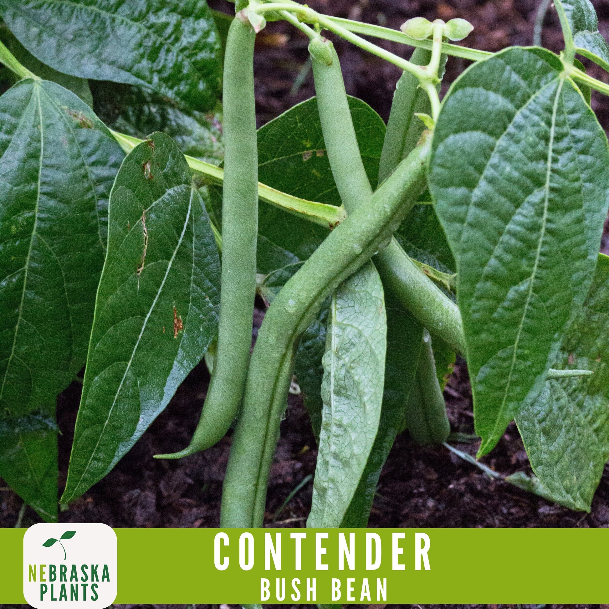 Contender Bush Bean Seeds - Nebraska Seeds