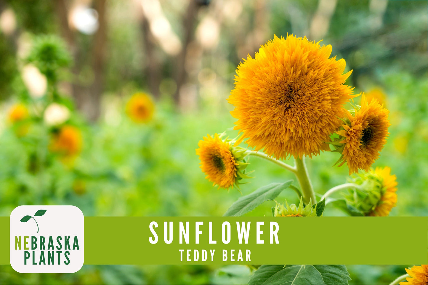 Sunflower Seeds - Teddy Bear Heirloom Sunflower Seeds - Nebraska Seeds