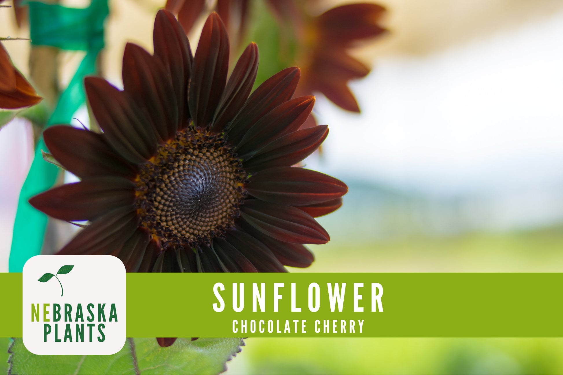 Chocolate Cherry Sunflower Seeds - Nebraska Seeds