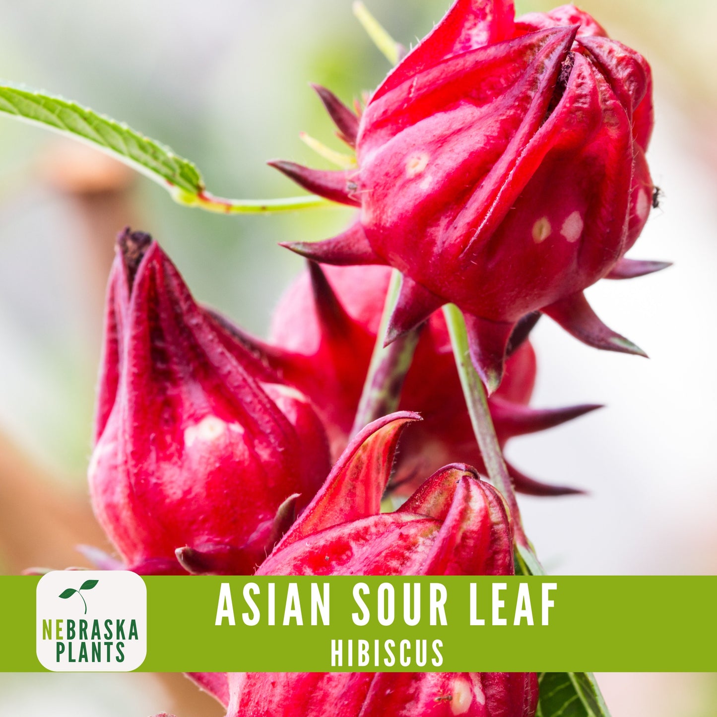 Asian Sour Leaf Hibiscus (Roselle) Seeds - Nebraska Seeds