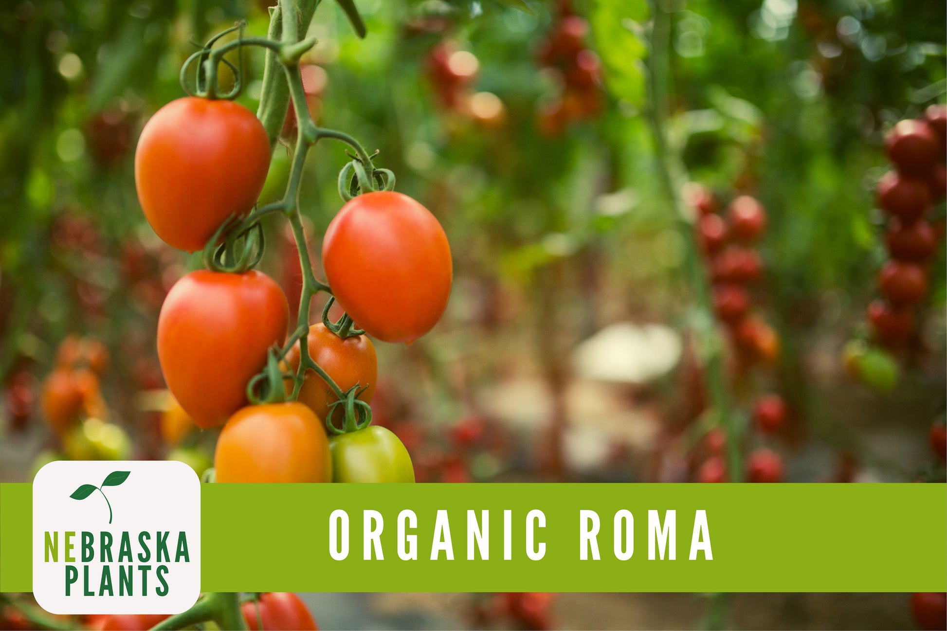 Organic Heirloom Roma Tomato Seeds - Nebraska Seeds