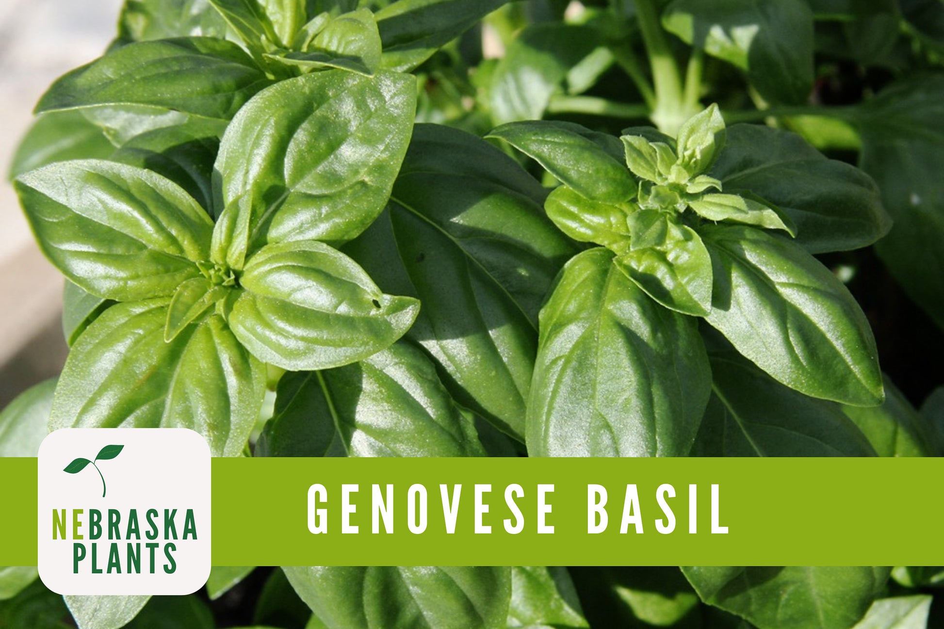 Genovese Basil Heirloom Seeds - Nebraska Seeds