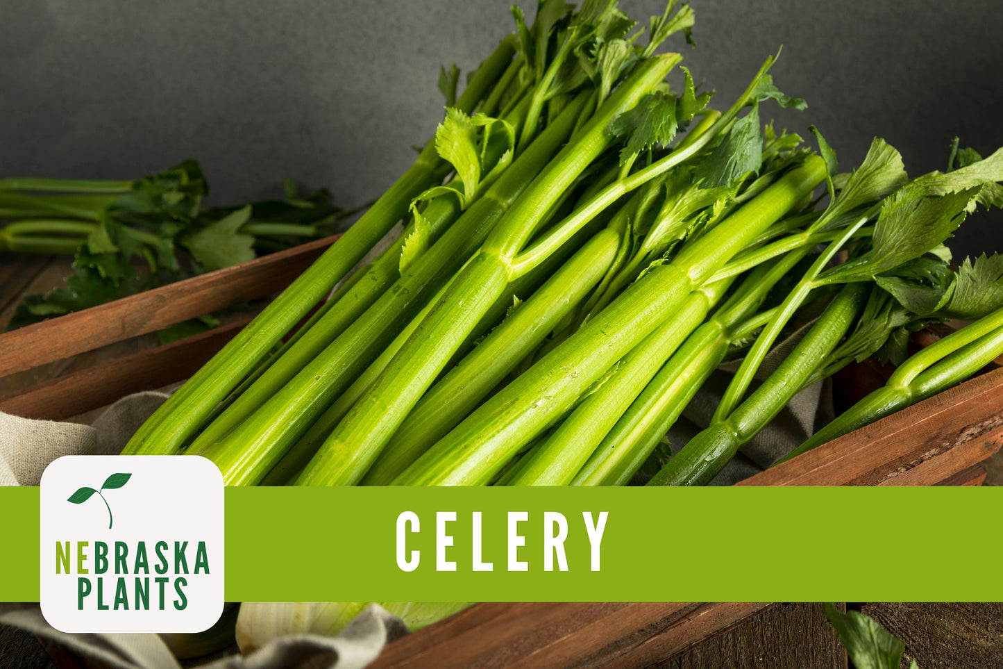 Utah 52-70 Celery Seeds - Nebraska Seeds