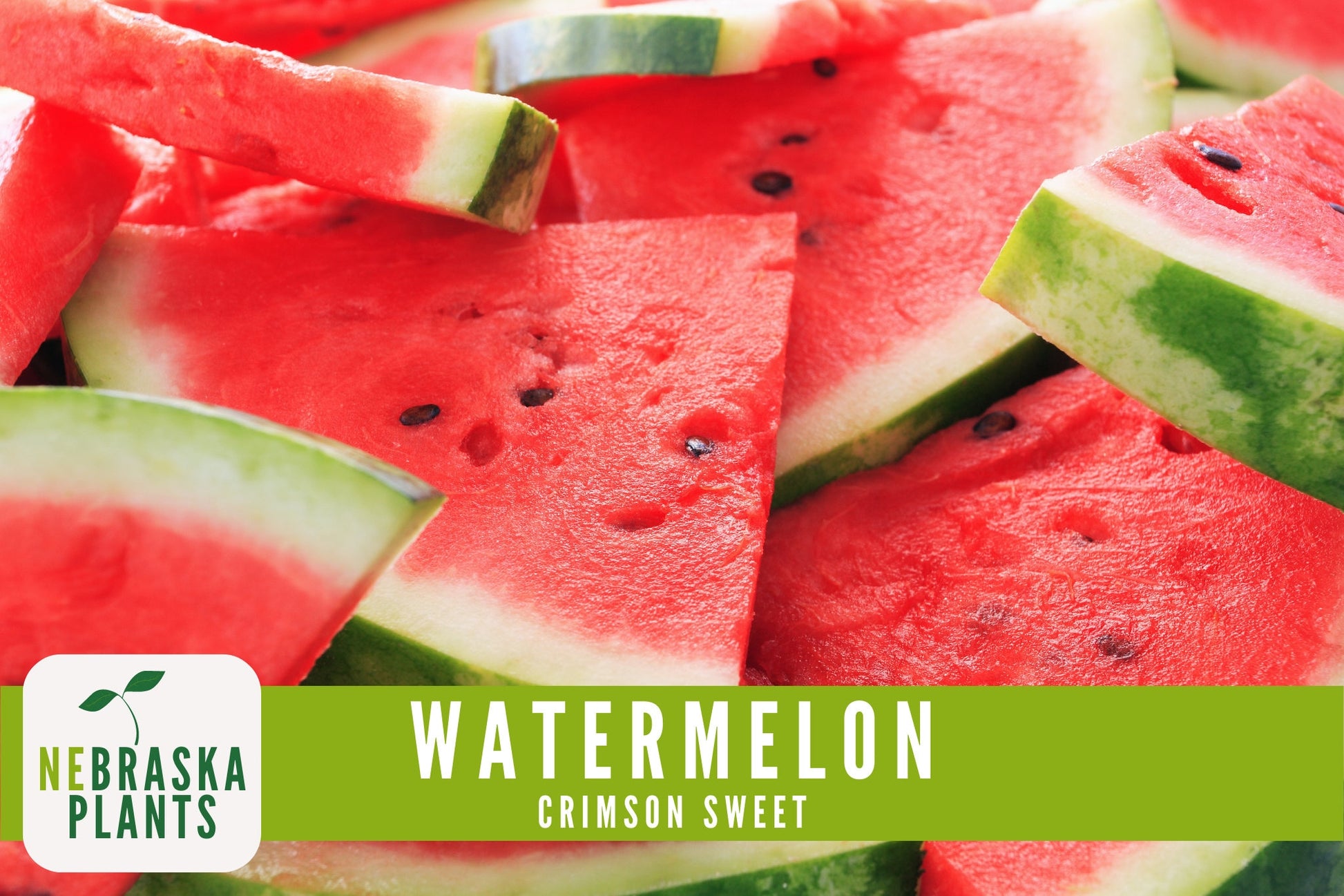 Watermelon Seeds - Crimson Sweet Heirloom Watermelon Seeds - Nebraska Seeds