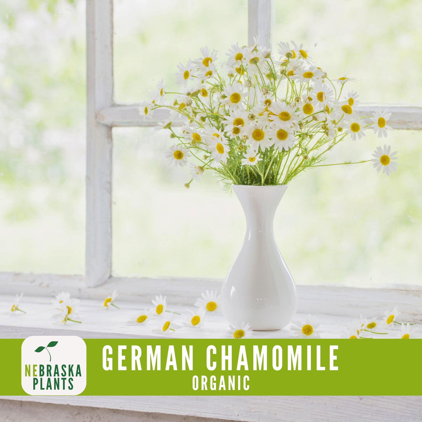 Organic German Chamomile Seeds - Nebraska Seeds