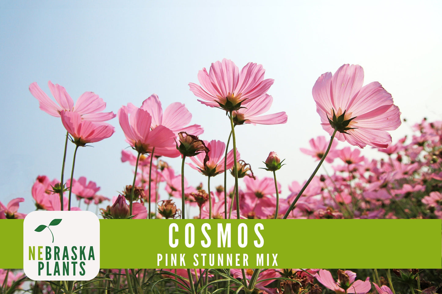 Pink Stunner Cosmos Flower Seeds - Nebraska Seeds