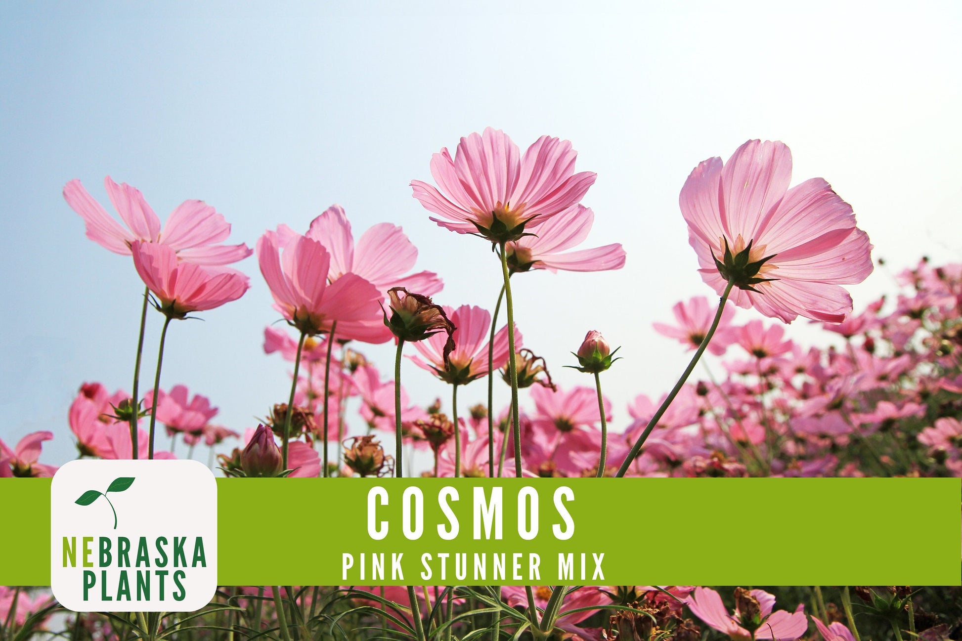 Pink Stunner Cosmos Flower Seeds - Nebraska Seeds