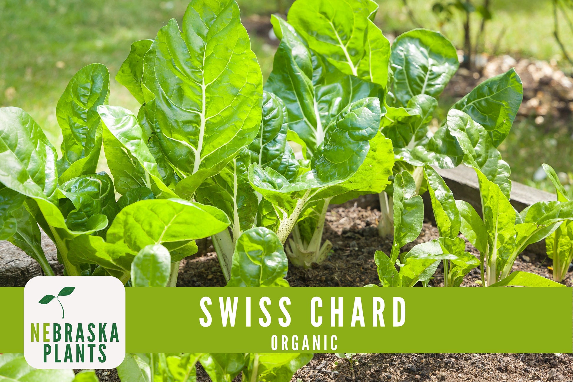 Organic Fordhook Swiss Chard Seeds - Nebraska Seeds