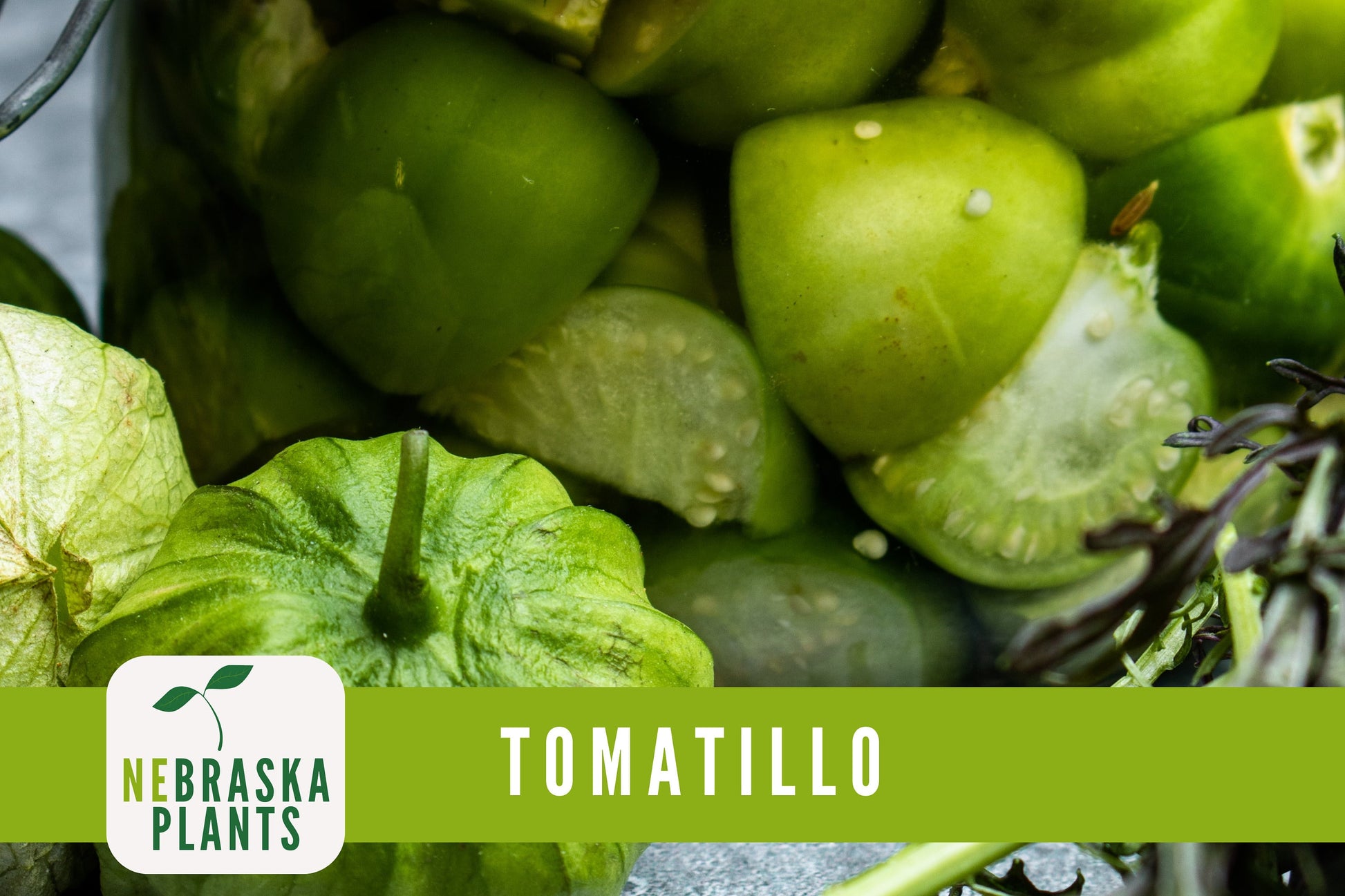 Tomatillo Seeds - Toma Verda Heirloom Garden Seeds - Nebraska Seeds