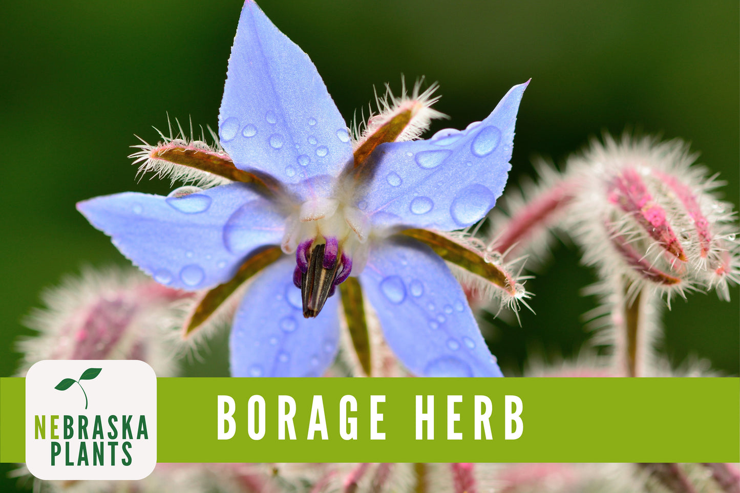 Borage Seeds - Nebraska Seeds