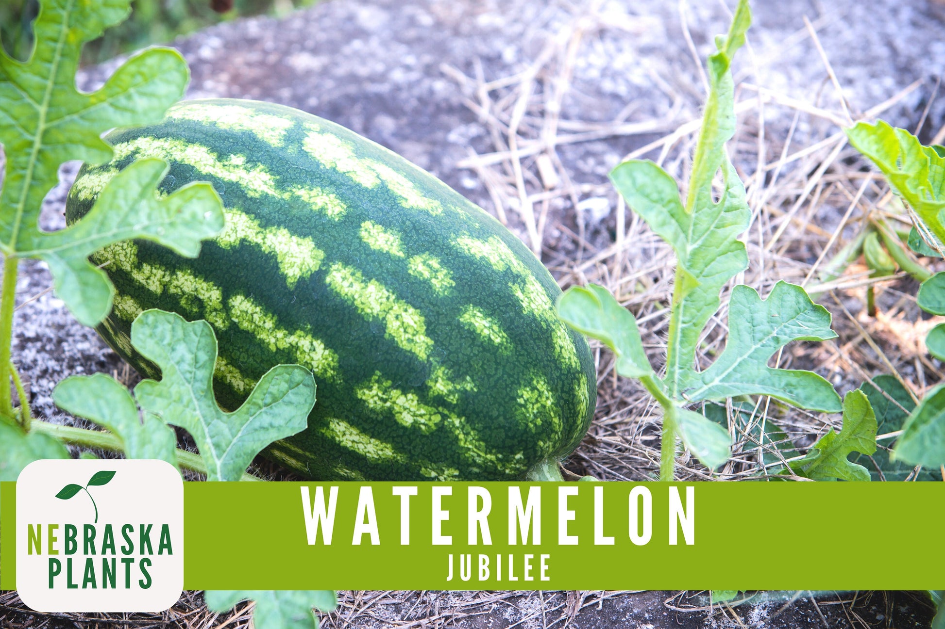 Watermelon Seeds - Jubilee Watermelon Heirloom Seeds - Nebraska Seeds