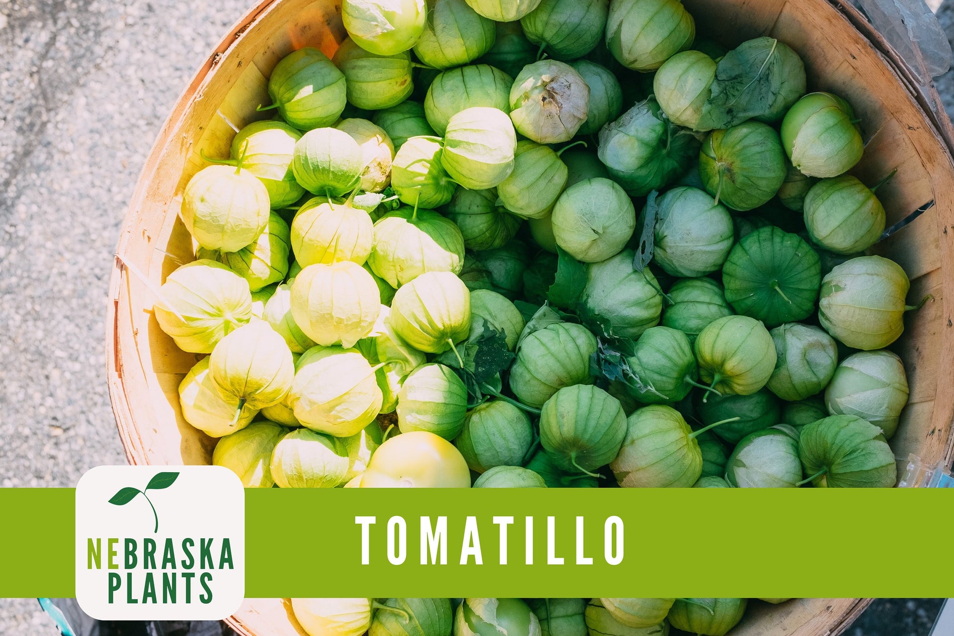 Tomatillo Seeds - Toma Verda Heirloom Garden Seeds - Nebraska Seeds