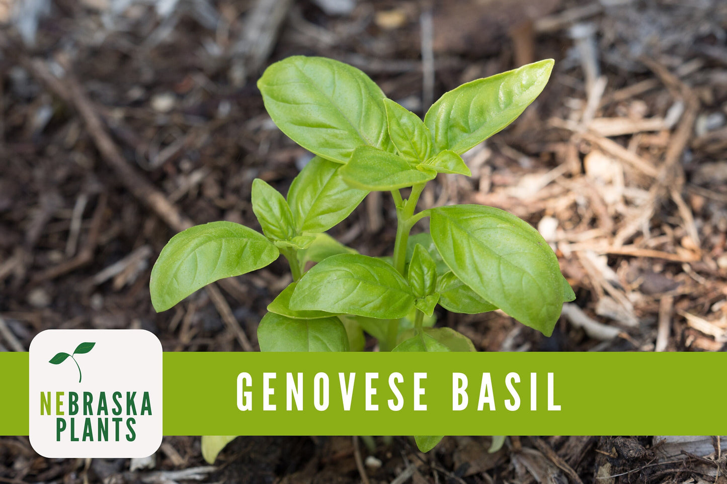 Genovese Basil Heirloom Seeds - Nebraska Seeds