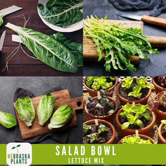 Salad Bowl Container Mix - Heirloom Lettuce Seeds - Nebraska Seeds