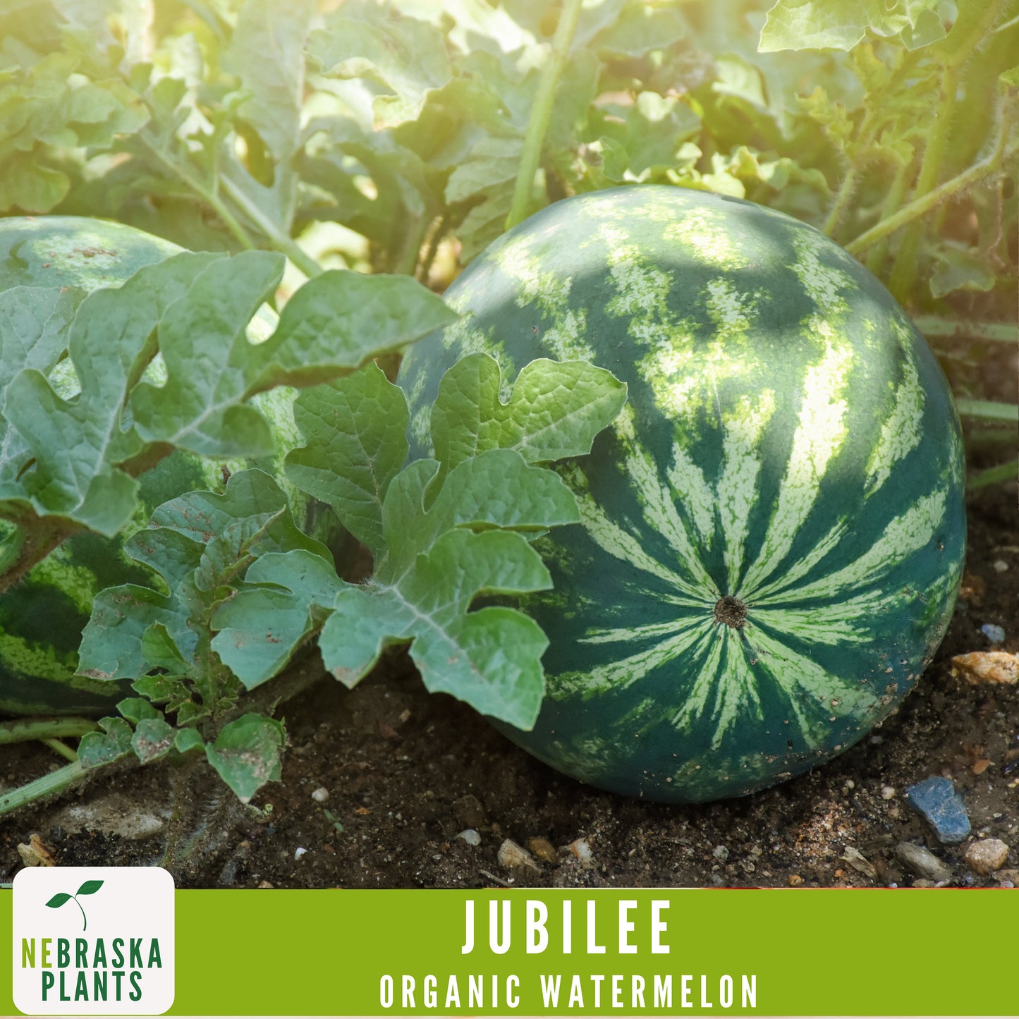 Organic Jubilee Heirloom Watermelon Seeds - Nebraska Seeds