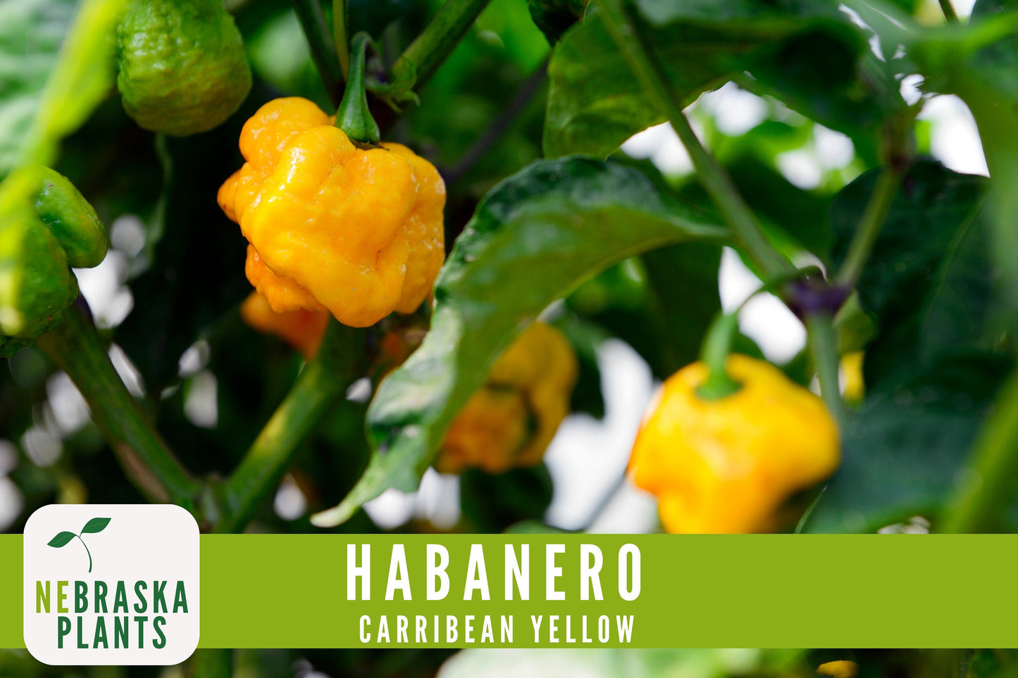 Caribbean Yellow Habanero Seeds - Nebraska Seeds