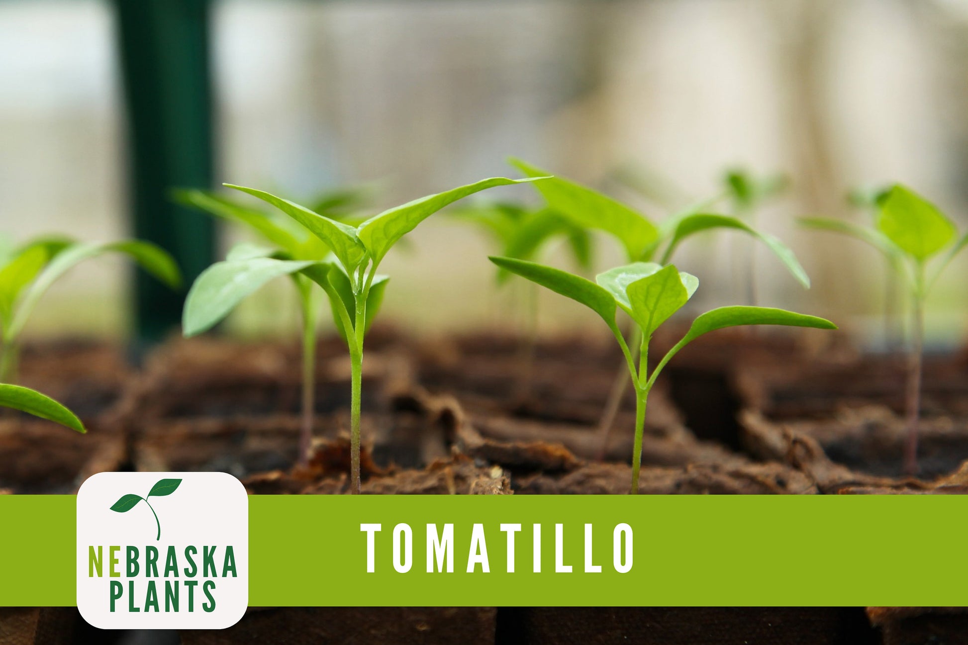 Tomatillo Seeds - Toma Verda Heirloom Garden Seeds - Nebraska Seeds