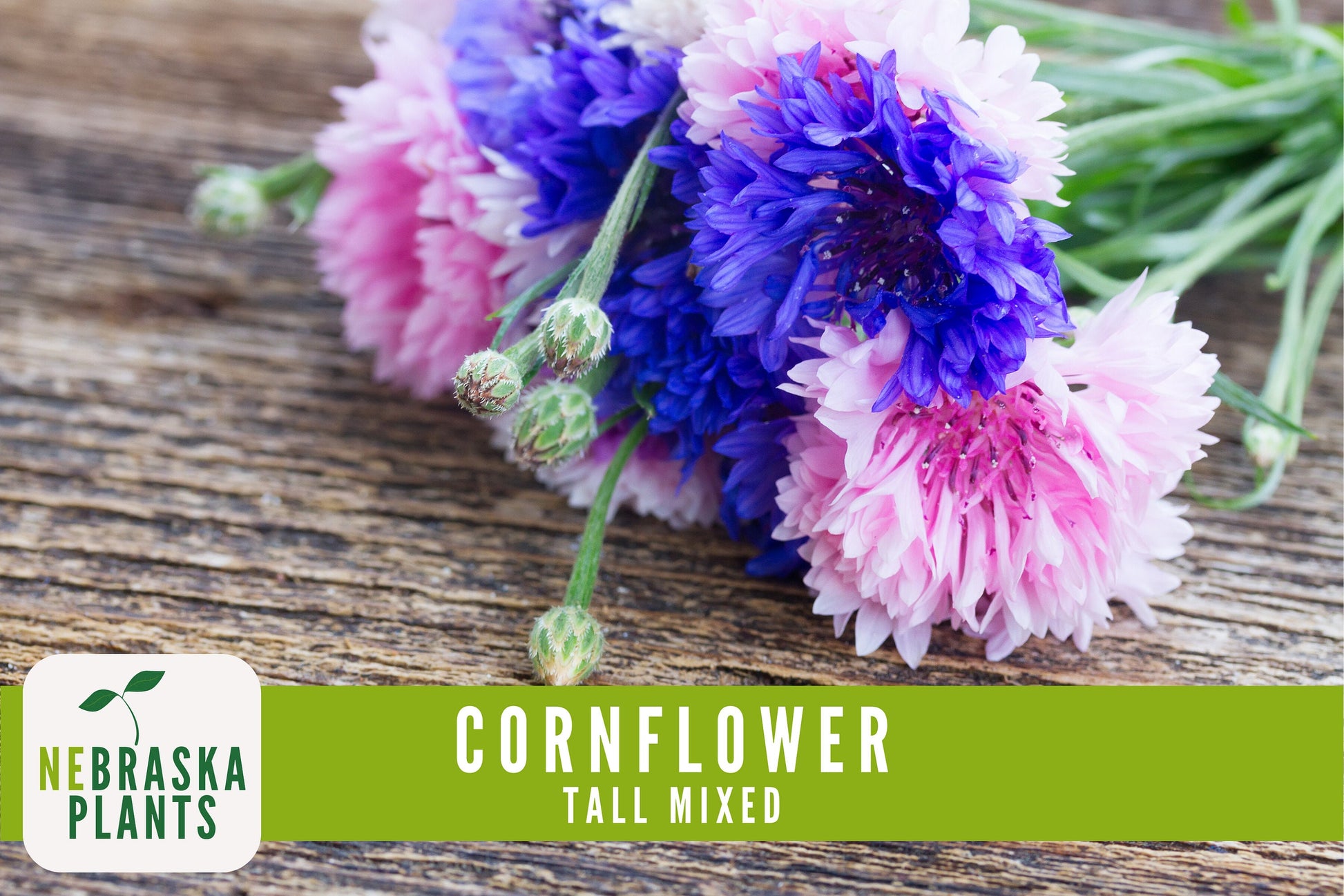 Tall Mixed Heirloom Cornflower Seeds - Nebraska Seeds