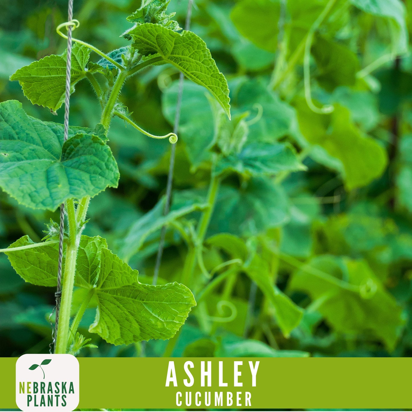 Ashley Cucumber Seeds - Nebraska Seeds