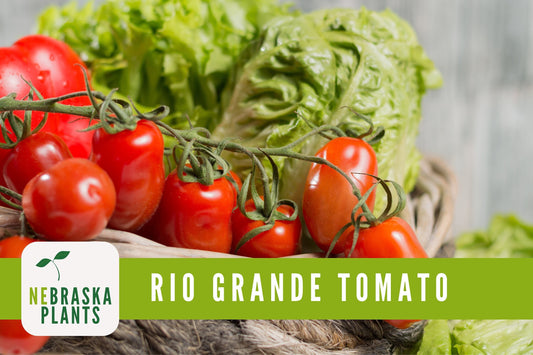 Rio Grande Tomato Seeds - Heirloom Paste Tomato Seeds - Nebraska Seeds