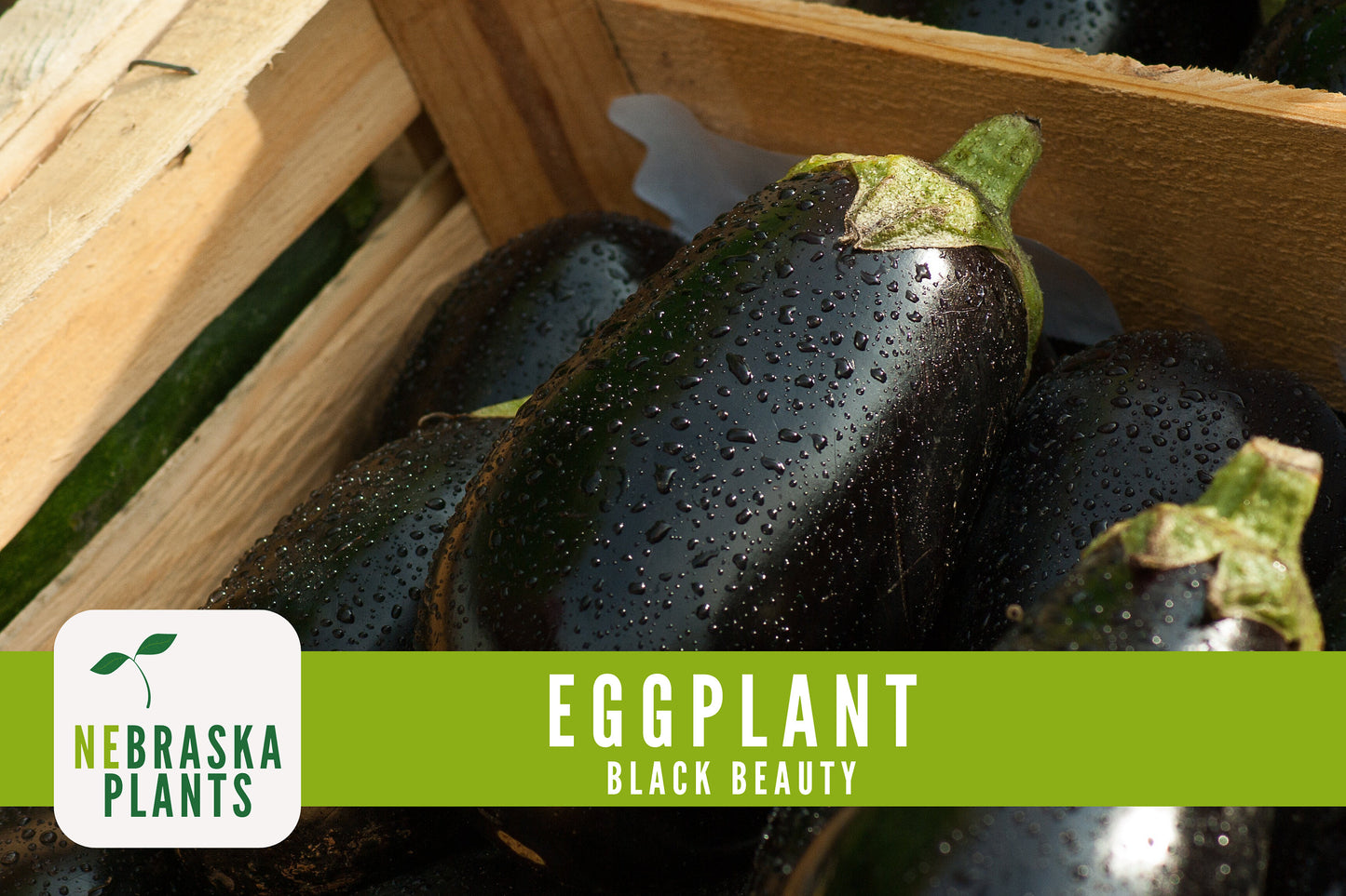 Black Beauty Eggplant Seeds - Nebraska Seeds