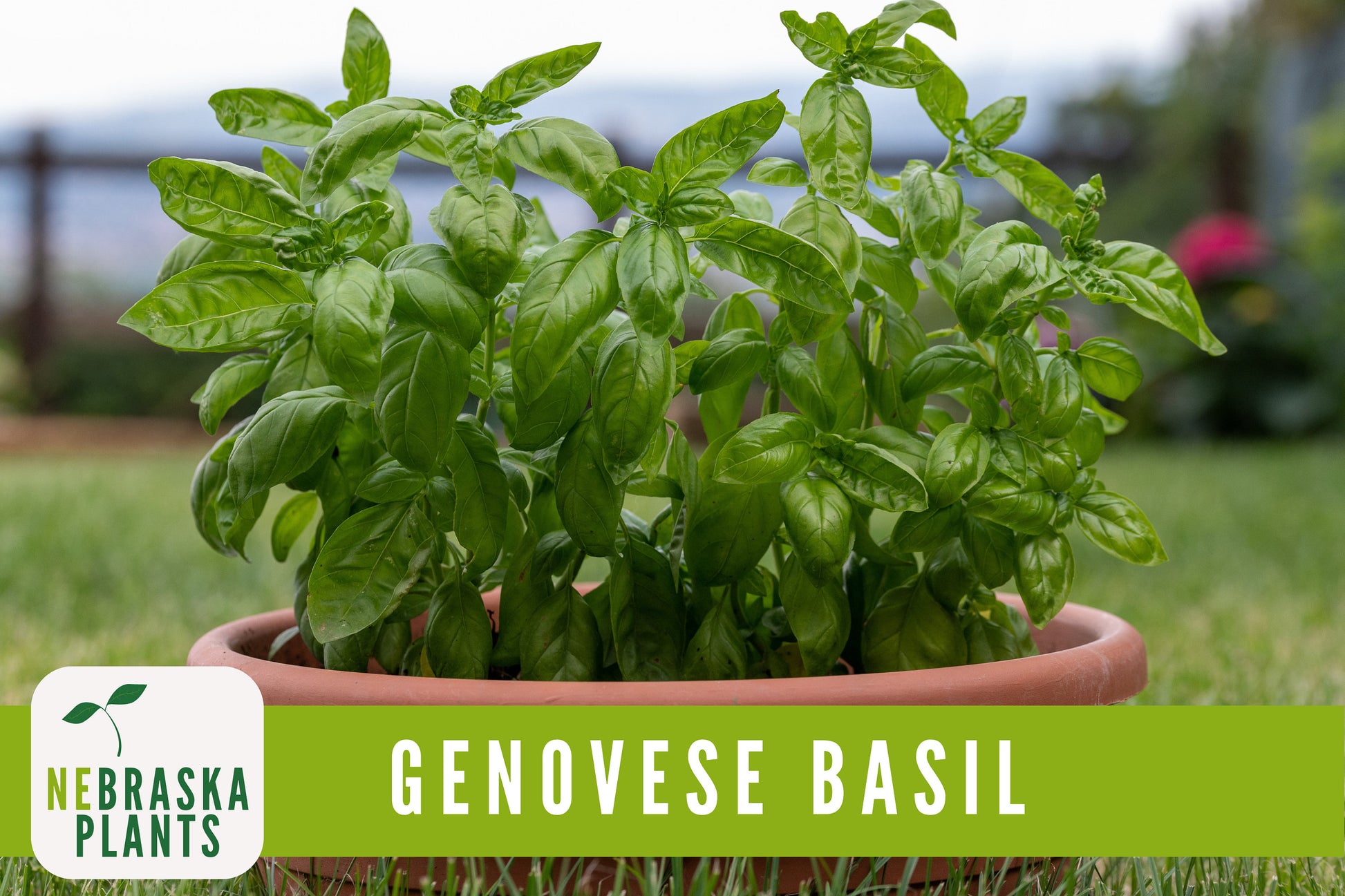 Genovese Basil Heirloom Seeds - Nebraska Seeds