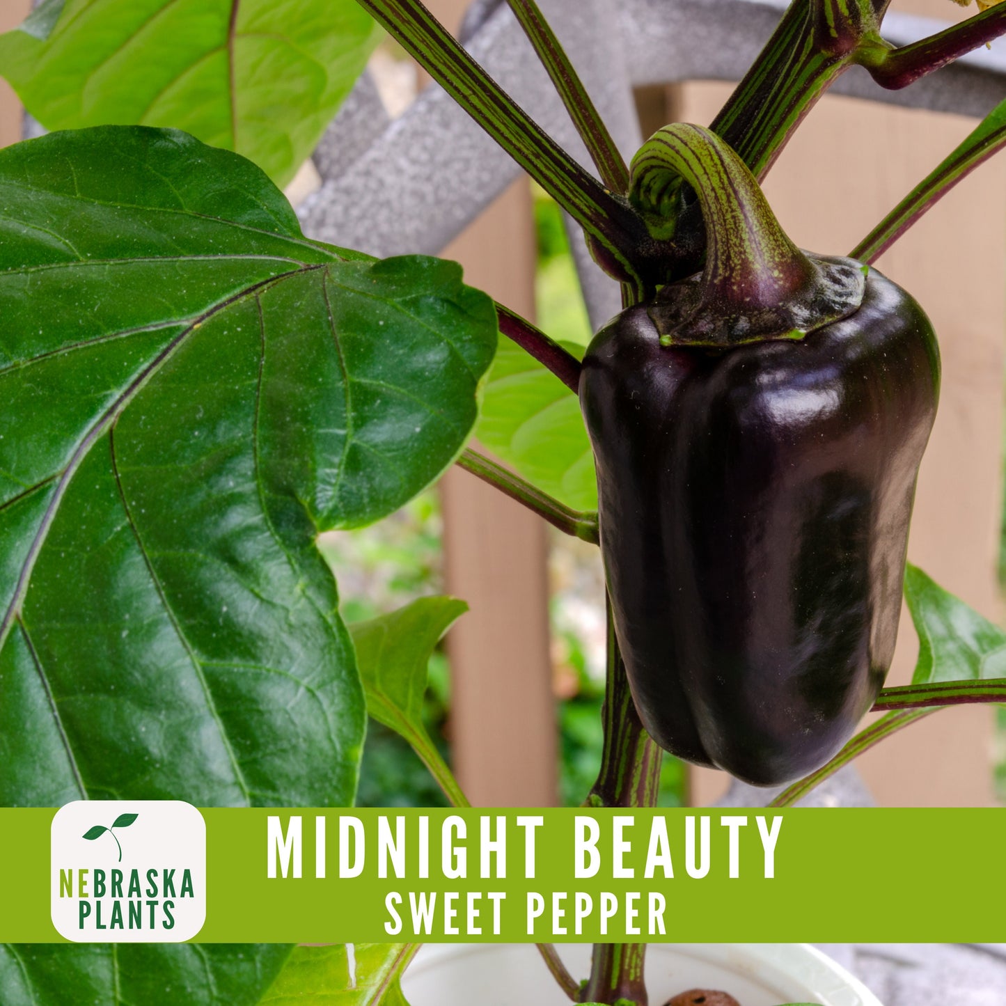 Midnight Beauty Bell Pepper - Nebraska Seeds