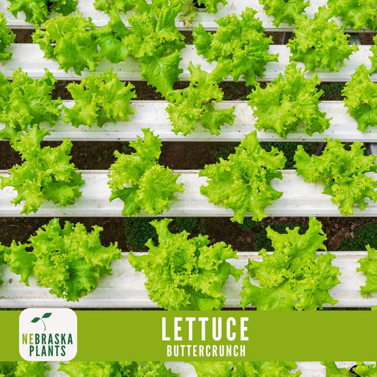 Buttercrunch Lettuce Seeds - Nebraska Seeds