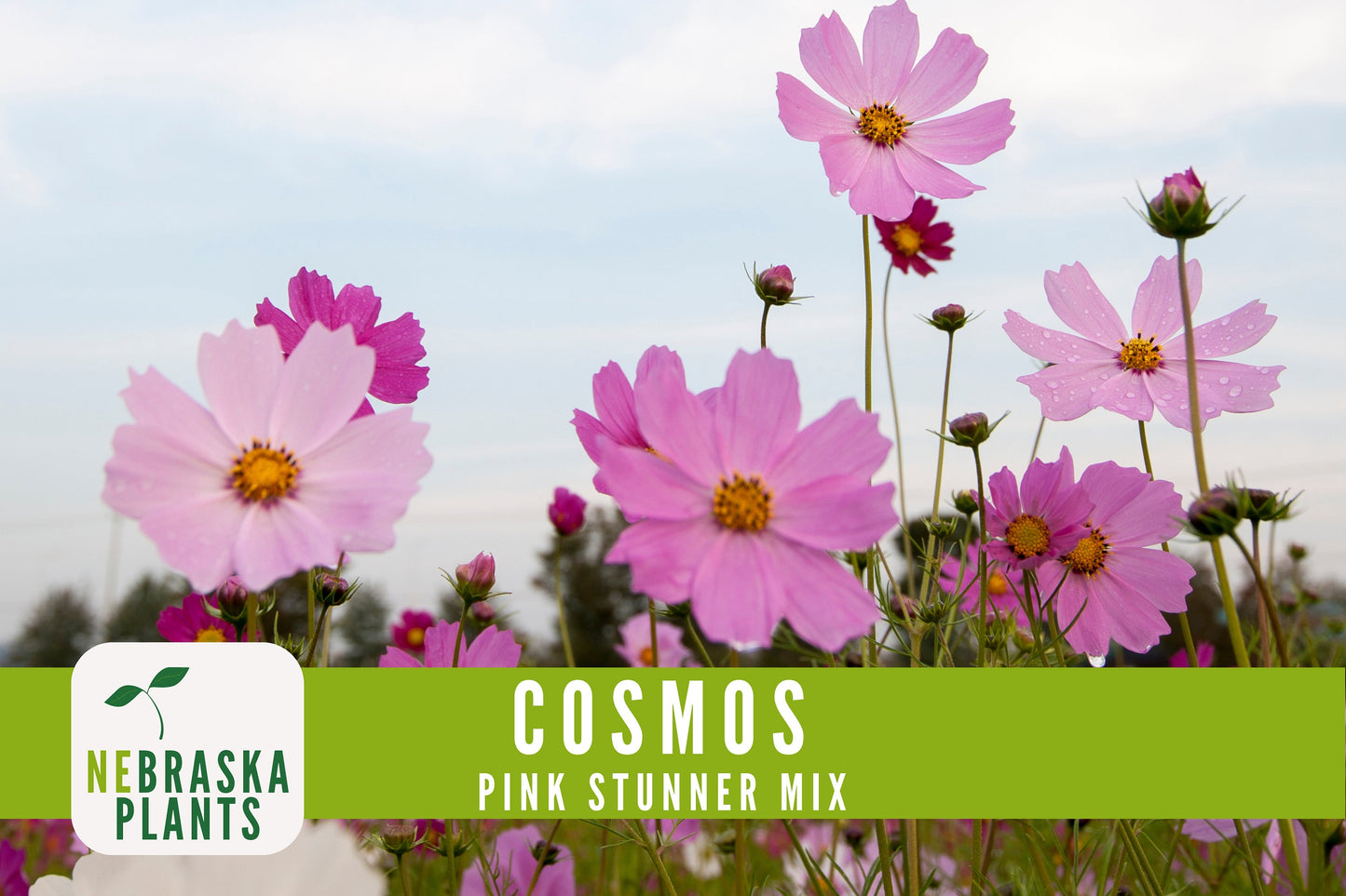 Pink Stunner Cosmos Flower Seeds - Nebraska Seeds
