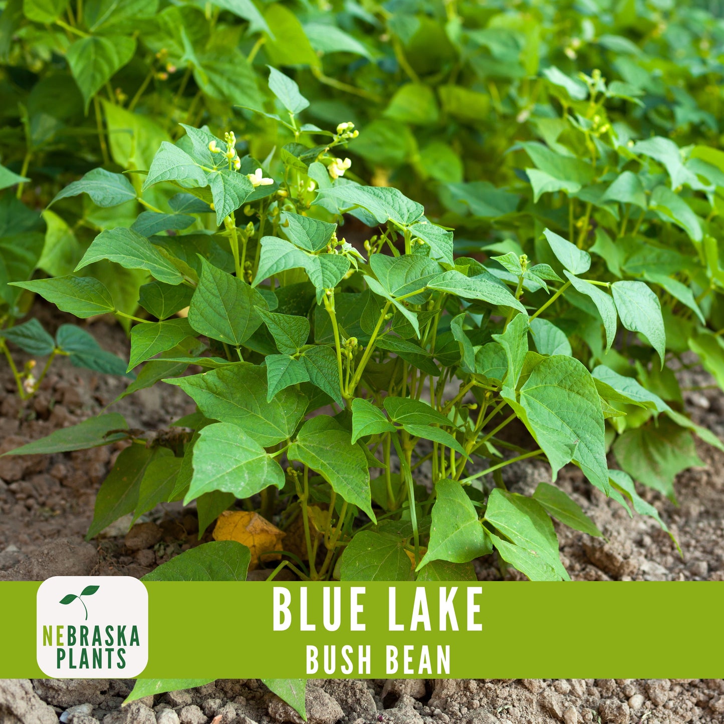 Blue Lake Bush Bean Seeds - Nebraska Seeds