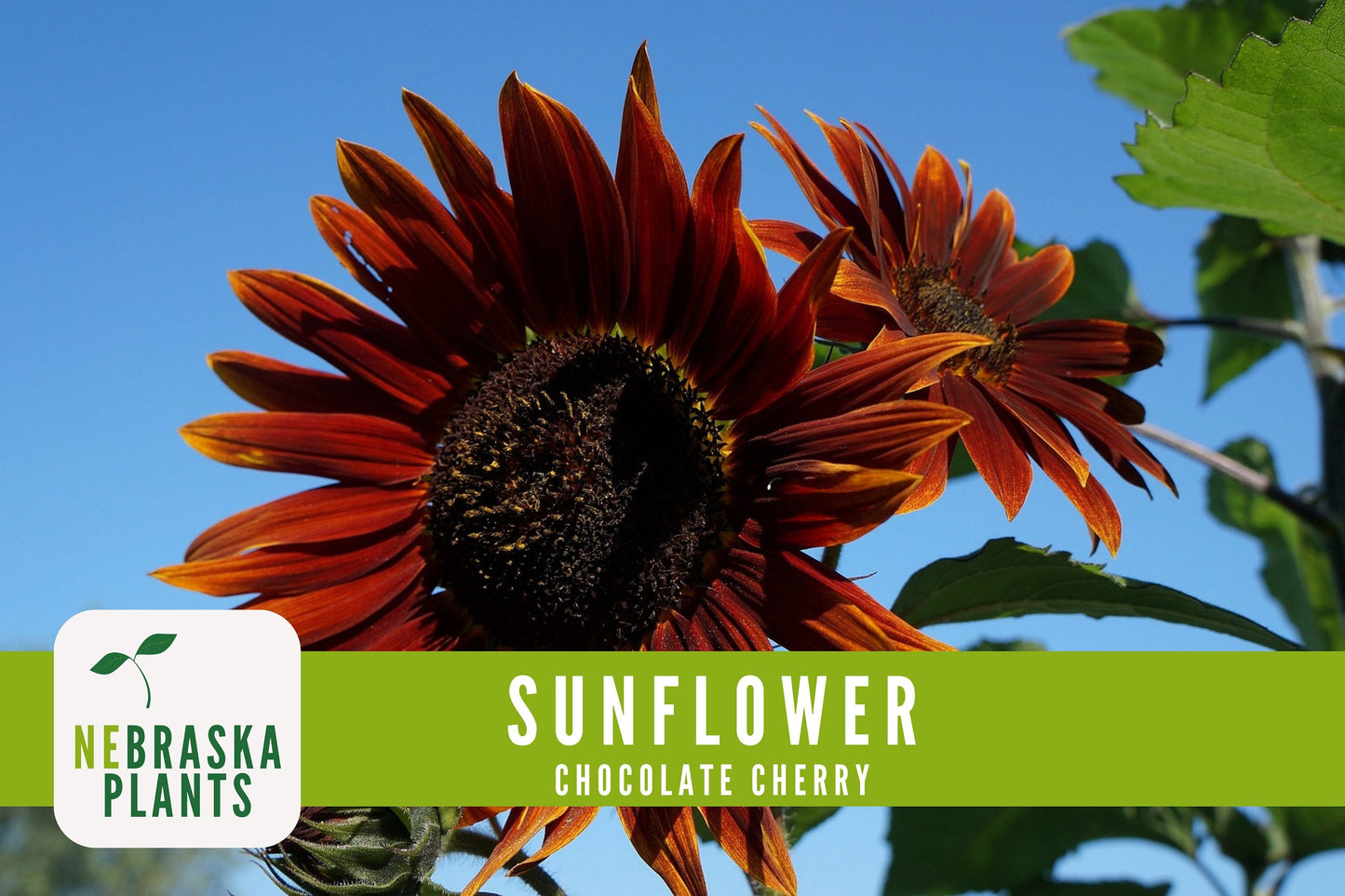 Chocolate Cherry Sunflower Seeds - Nebraska Seeds