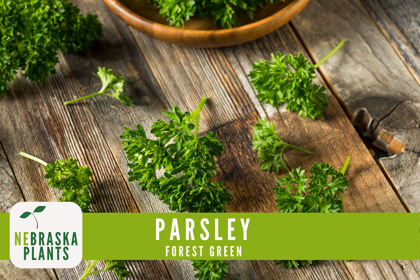 Forest Green Heirloom Parsley Seeds - Nebraska Seeds