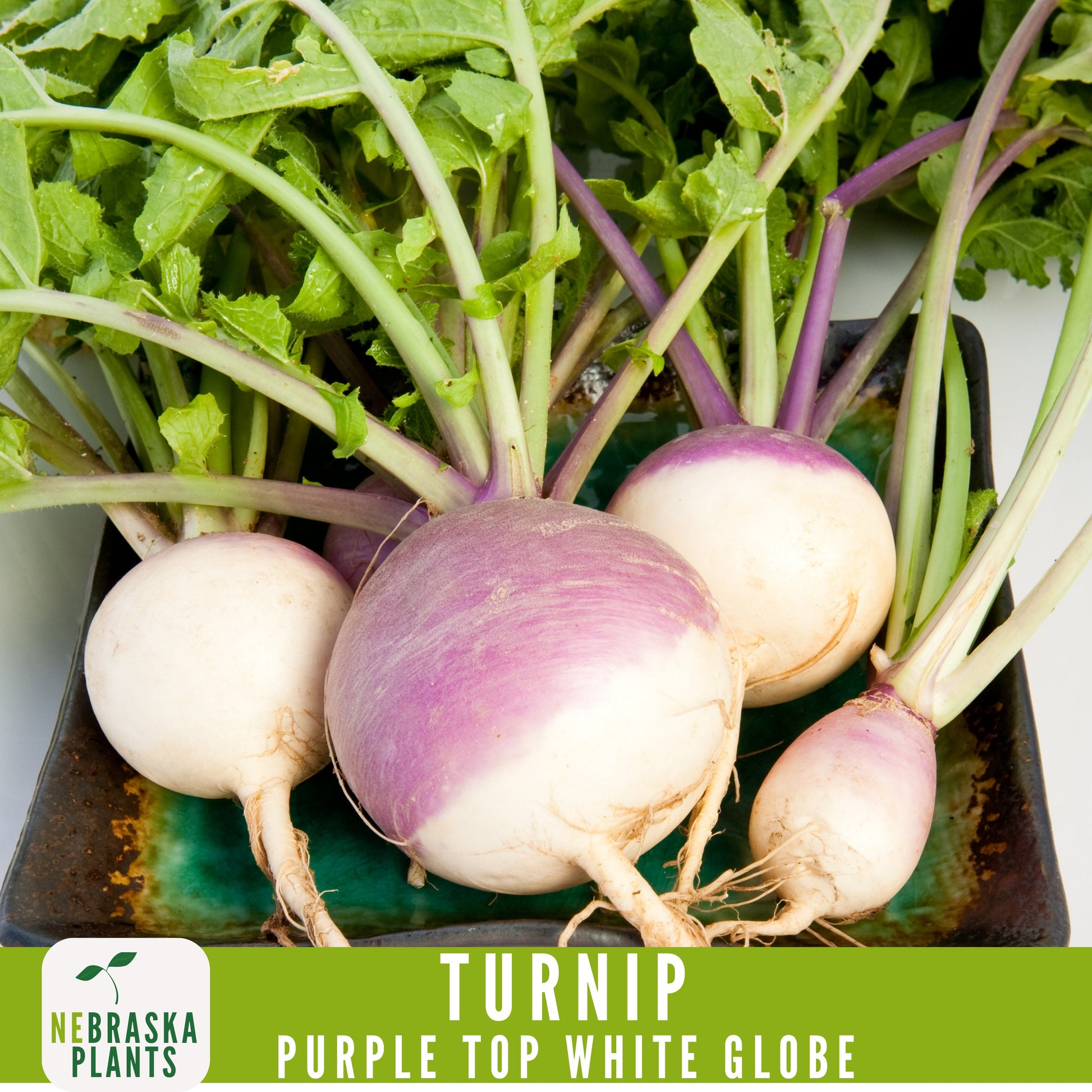 Purple Top White Globe Turnip Seeds - Heirloom Purple Turnips for Home Gardens - Nebraska Seeds