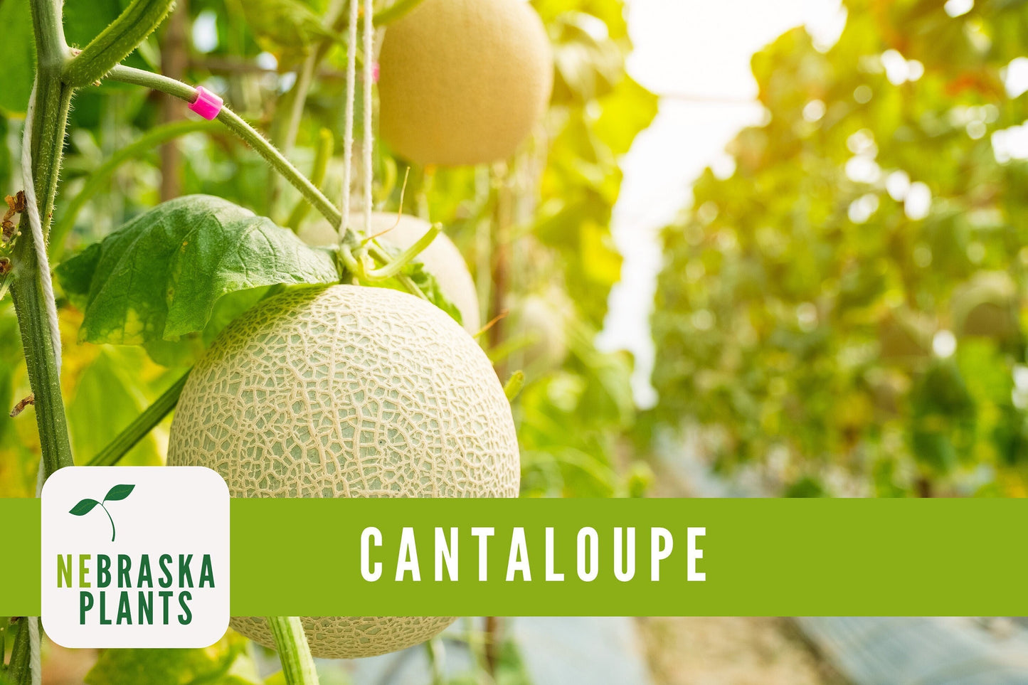 Hale's Best Cantaloupe Seeds - Nebraska Seeds