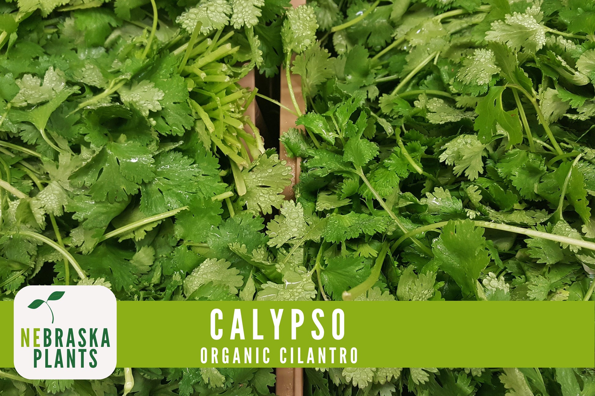 Organic Calypso Slow Bold Cilantro Seeds - Nebraska Seeds