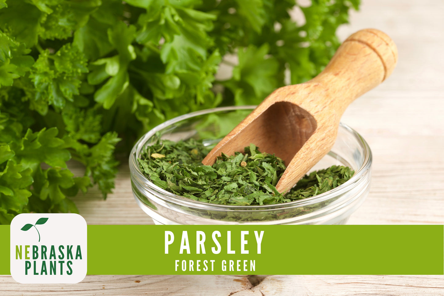 Forest Green Heirloom Parsley Seeds - Nebraska Seeds