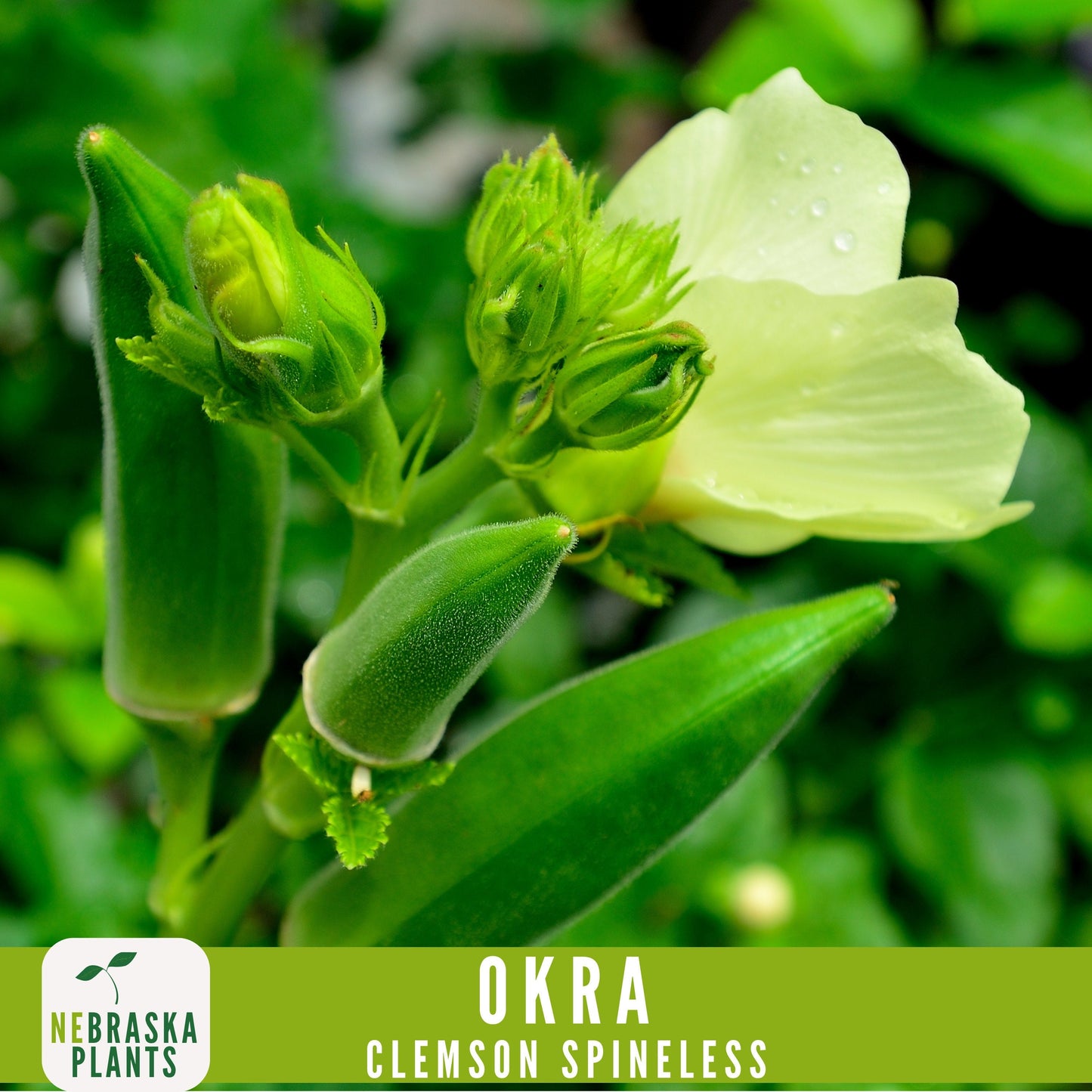 Clemson Spineless Okra Seed - Nebraska Seeds