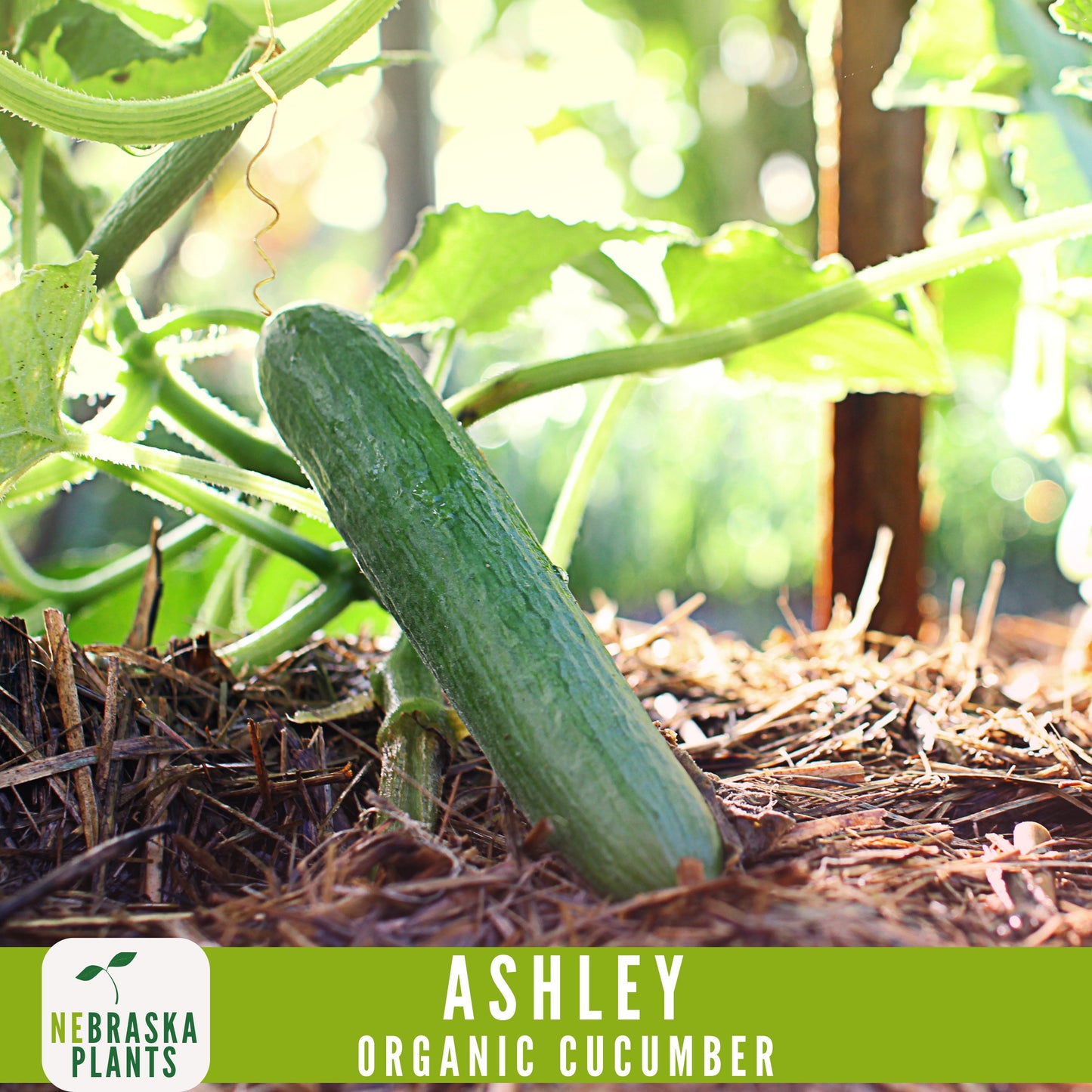 Organic Ashley Cucumber Seeds - Nebraska Seeds