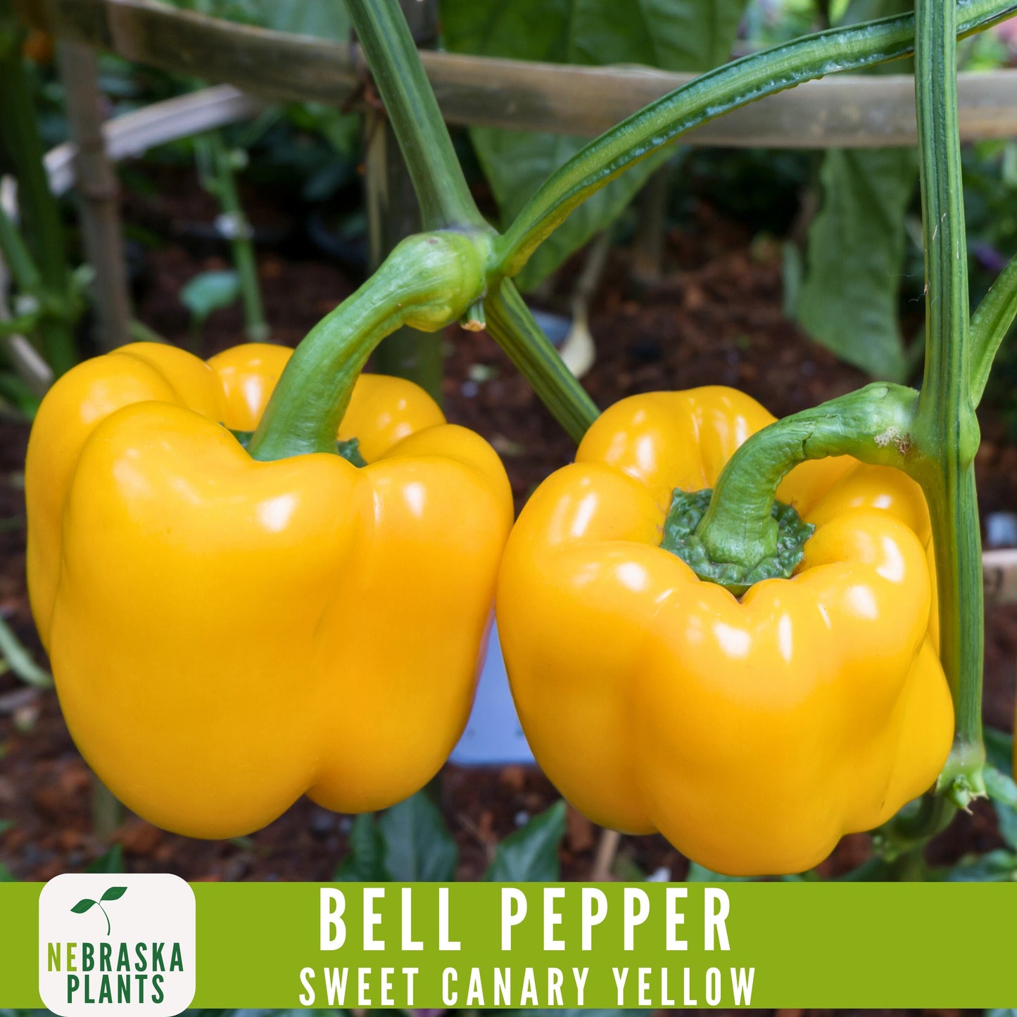 Sweet Canary Yellow Bell Pepper Seeds - Grow Your Own Delicious Heirloom Peppers - Nebraska Seeds