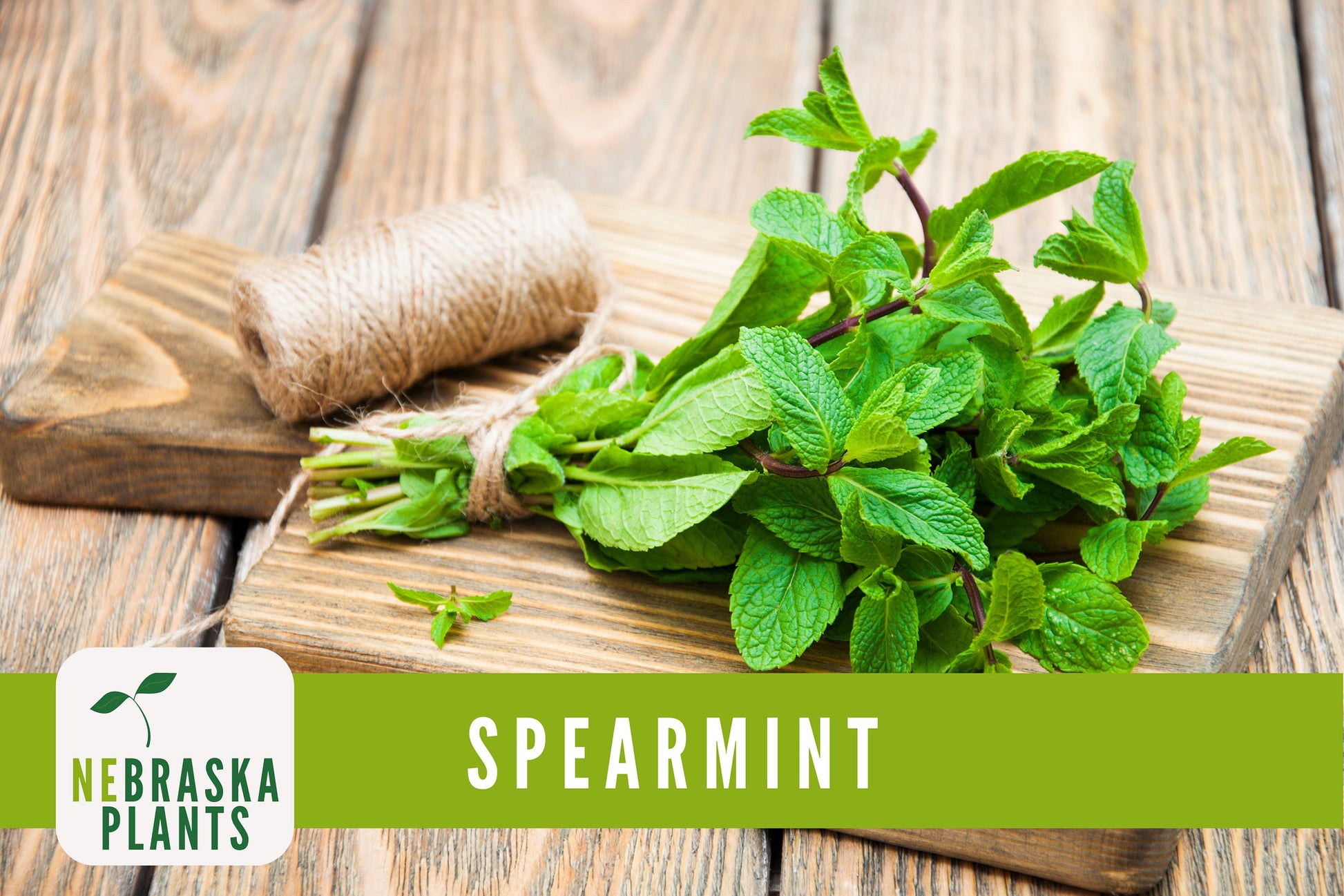 Spearmint Seeds - Common Mint Heirloom Herb Seeds - Nebraska Seeds