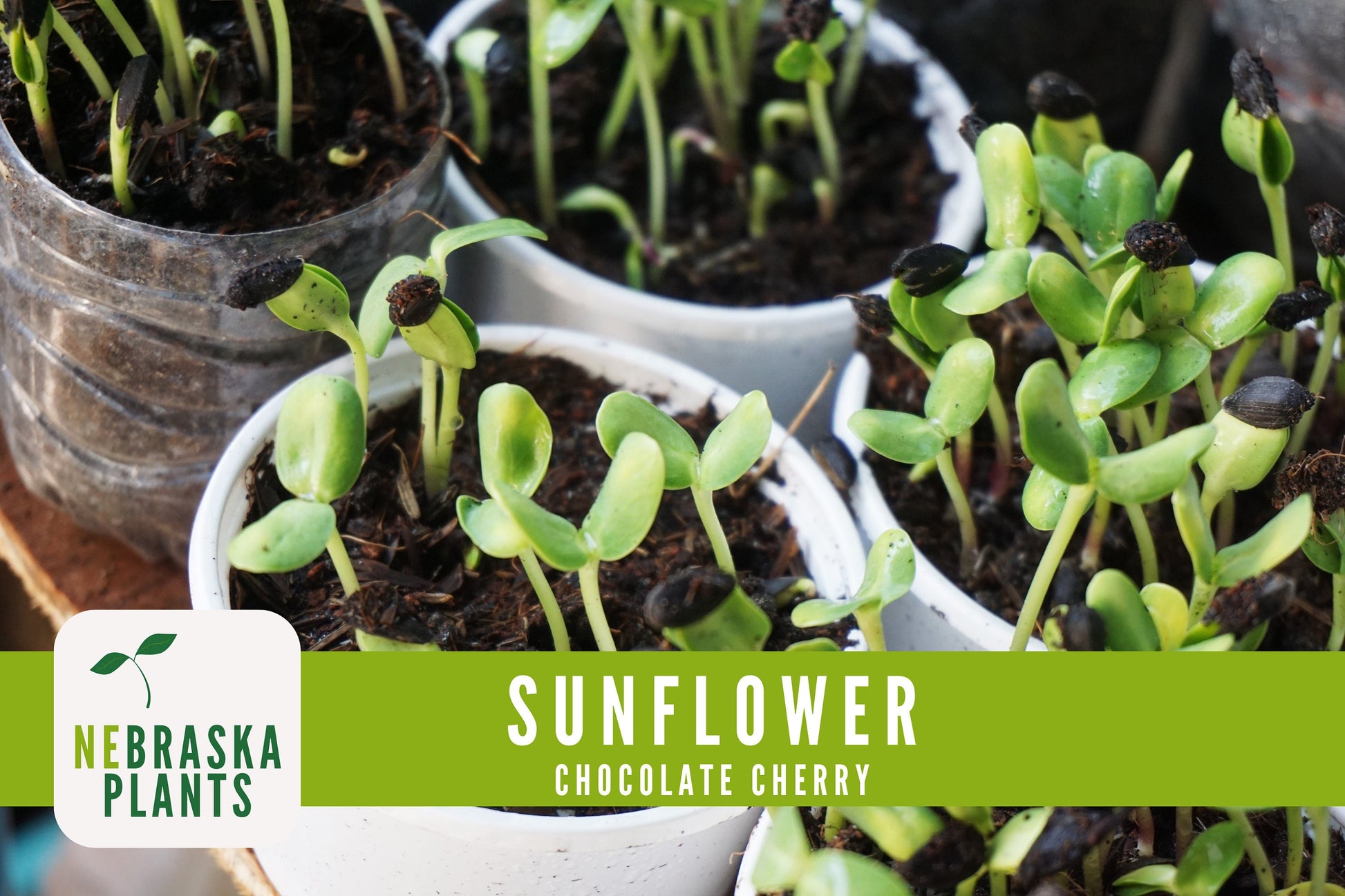 Chocolate Cherry Sunflower Seeds - Nebraska Seeds