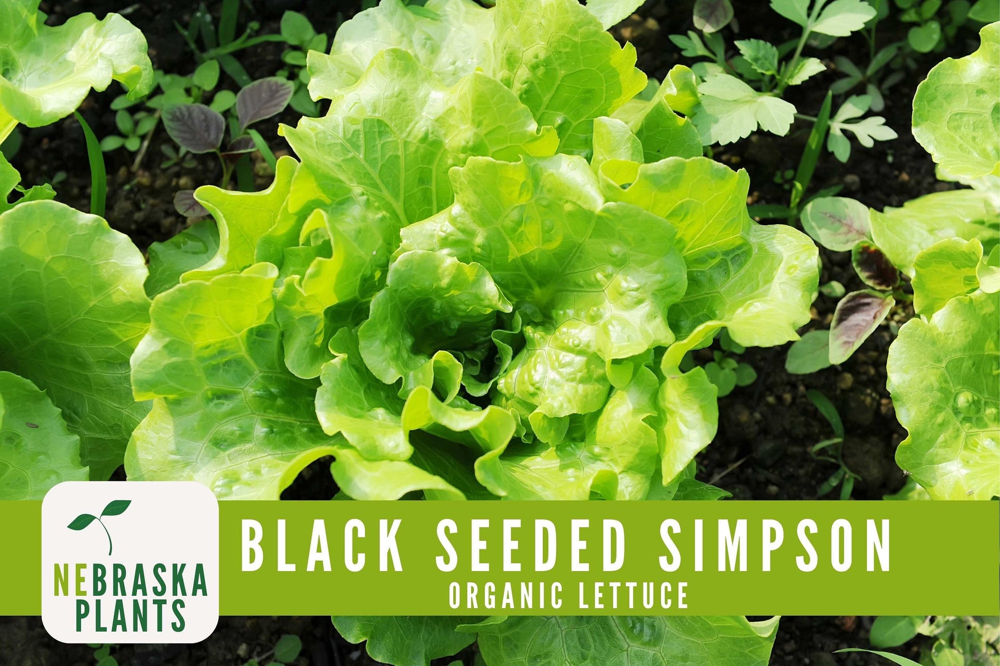 Organic Black Seeded Simpson Seeds - Nebraska Seeds