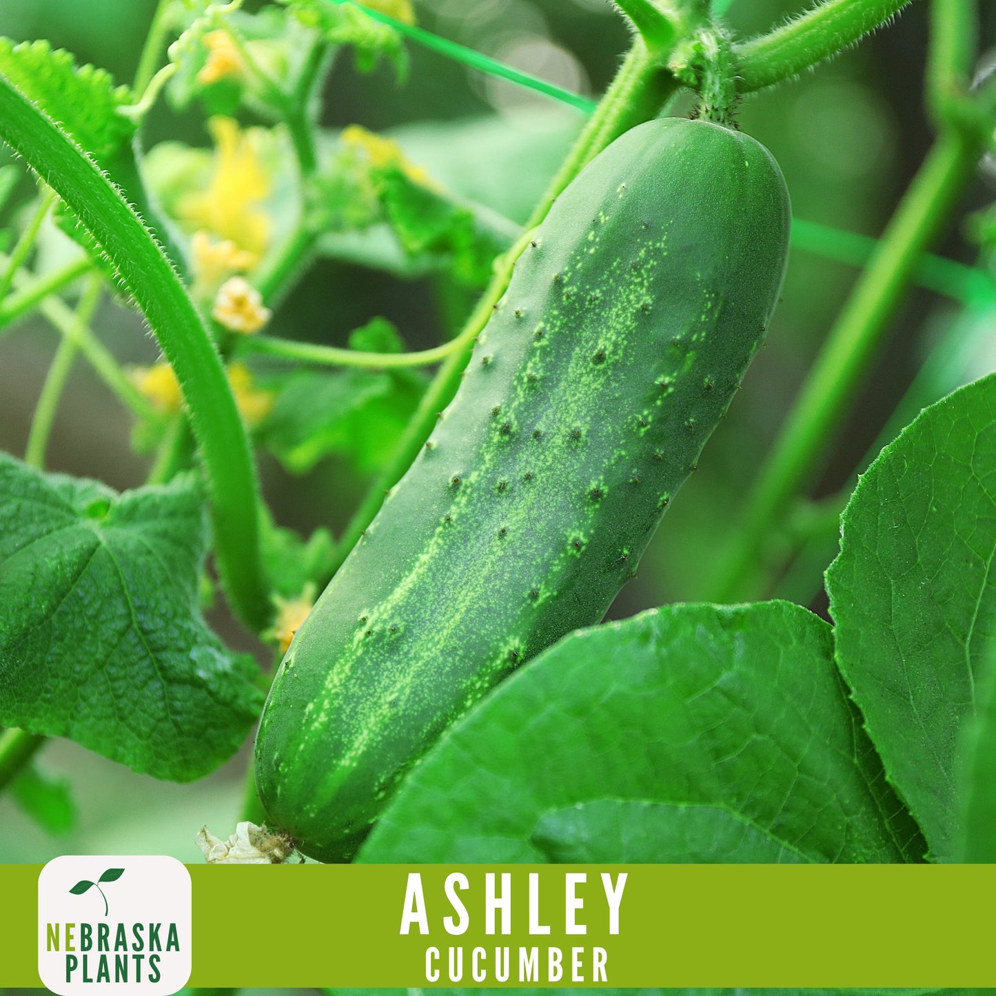 Ashley Cucumber Seeds - Nebraska Seeds