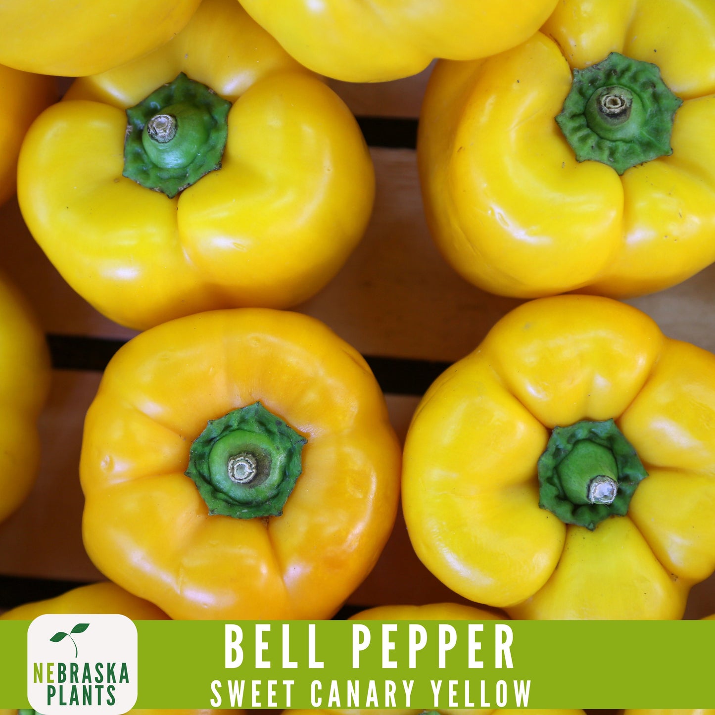 Sweet Canary Yellow Bell Pepper Seeds - Grow Your Own Delicious Heirloom Peppers - Nebraska Seeds